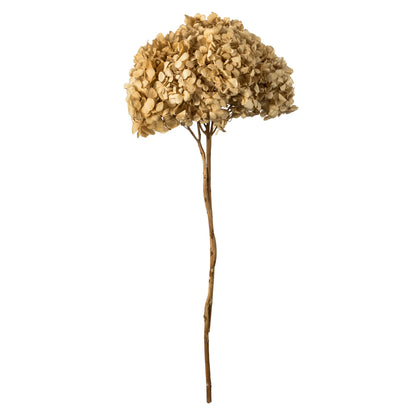 Vickerman 15" Ivory Hydrangea with Multiple Branch Segments. Preserved