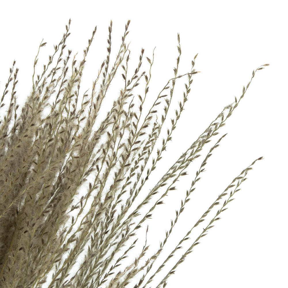 Vickerman 14-20" Natural Snowdrop Grass 3 pack Dried