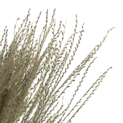 Vickerman 14-20" Natural Snowdrop Grass 3 pack Dried