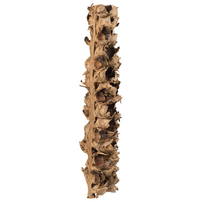 Vickerman 26-28" Natural Giant Seed Pod - Half