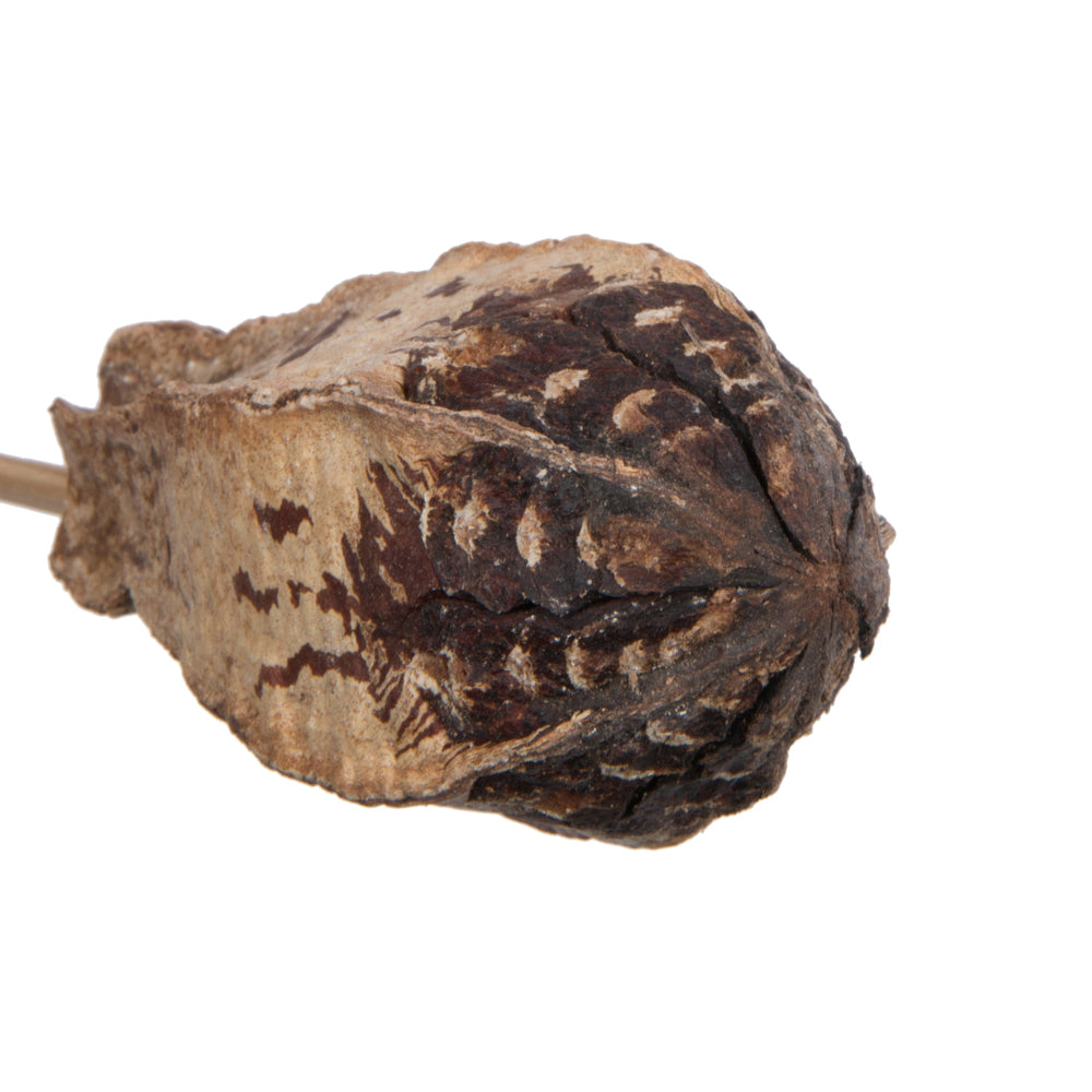 Vickerman Natural Botanicals 20" Mehogany Pods on Stem. Includes 100 Stems per Pack