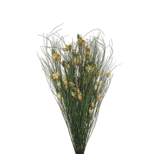 Vickerman 15-20" Natural Bell Female short 5-6 oz Bundle Preserved