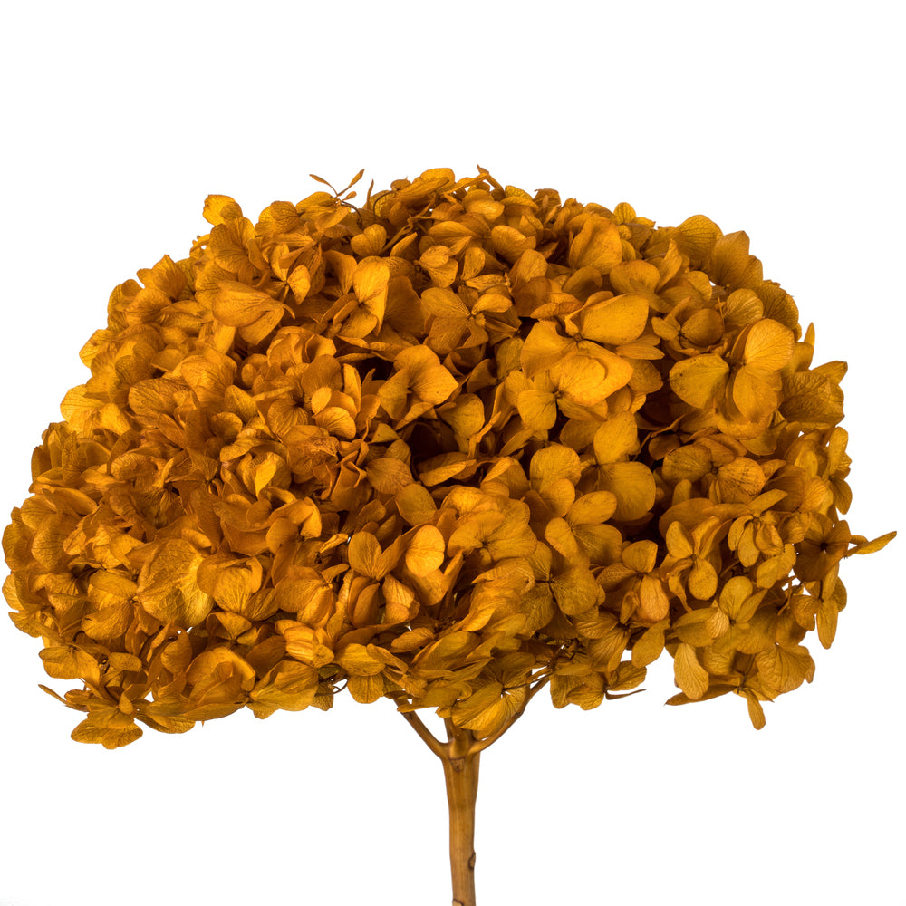 Vickerman 15" Aspen Gold Hydrangea with Multiple Branch Segments. Preserved