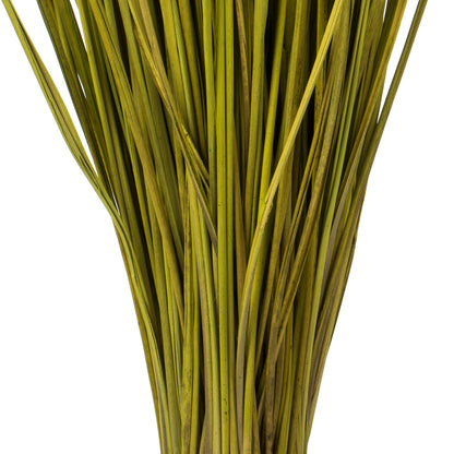 Vickerman 24-30" Basil Whip Grass 8 oz Bundle Dried