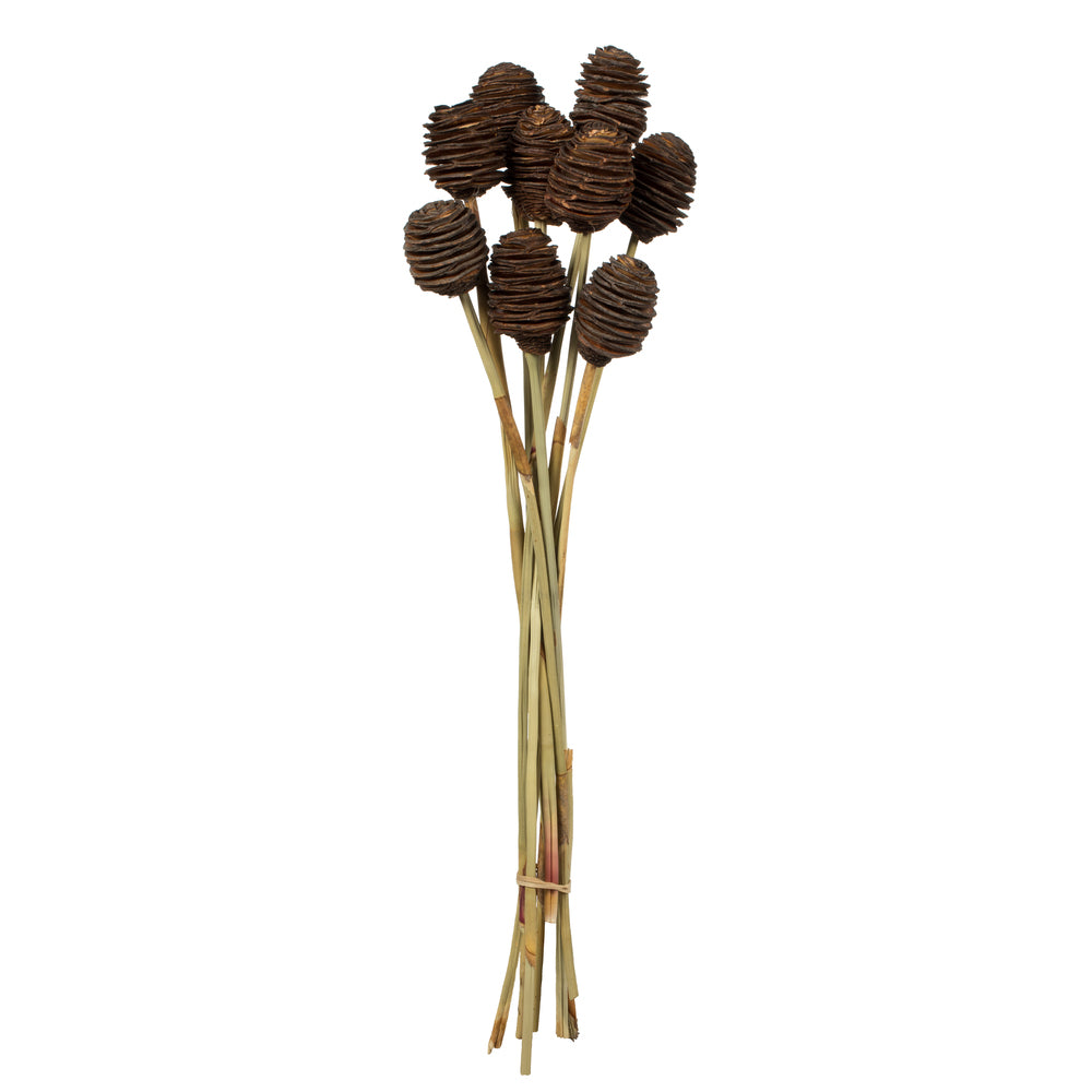 Vickerman 18-24" Natl. Brown Platy Cone on Reed Stem 10 stems Dried