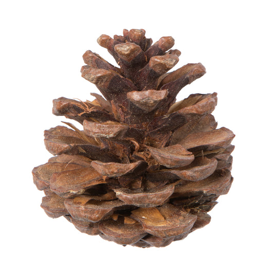 Vickerman Natural Botanicals 2" Blue Pine Natural. Includes 100 Pieces per Unit