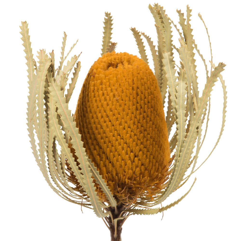 Vickerman 12" Jumbo Aspen Gold Banksia Flower with Stem. Includes 3 Stems per Pack. Dried