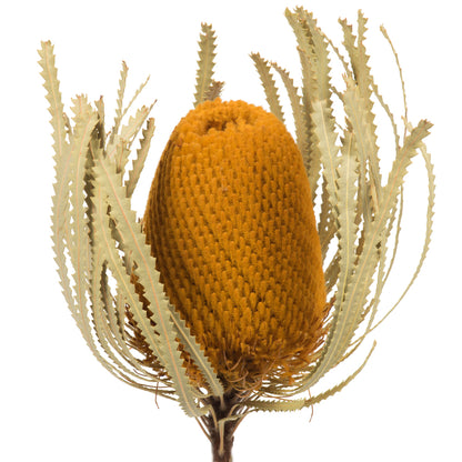 Vickerman 12" Jumbo Aspen Gold Banksia Flower with Stem. Includes 3 Stems per Pack. Dried
