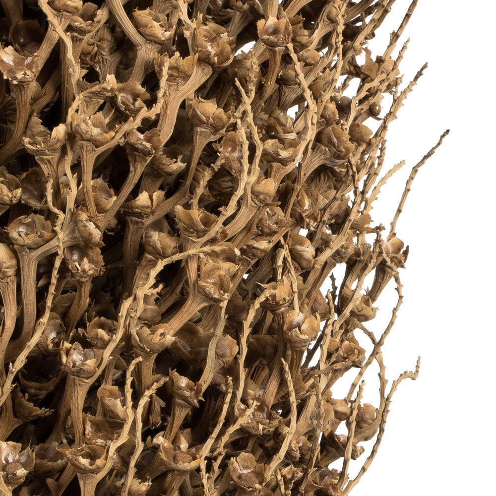 Vickerman 22 x 7" avg Natural Olympia Seed Pod 1 piece Dried