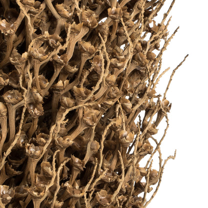 Vickerman 22 x 7" avg Natural Olympia Seed Pod 1 piece Dried