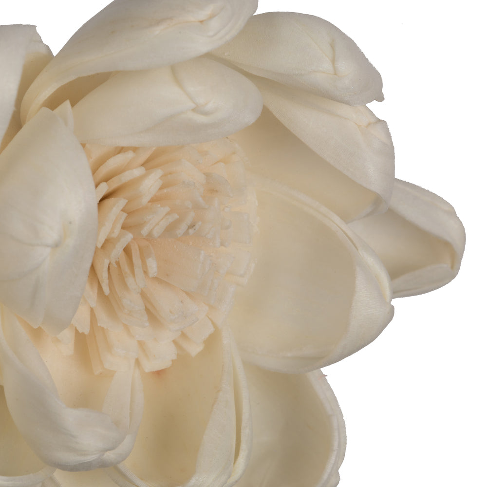 Vickerman Natural Botanicals 1.6"/2.4"/3.2" Assorted Natural Dried Crocus Sola Flower Head 24/bag.