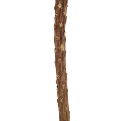 Vickerman 12"  Red Banksia Flower Stem. Includes 25 Stems per Pack. Dried