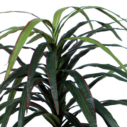 Vickerman 4' Artificial Marginata Extra Full Bush Black Plastic Pot.