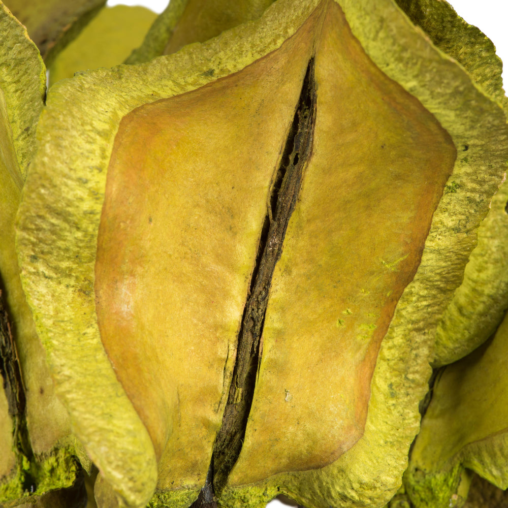Vickerman 15" Basil Frogs Mouth on Stems 9 stems Dried