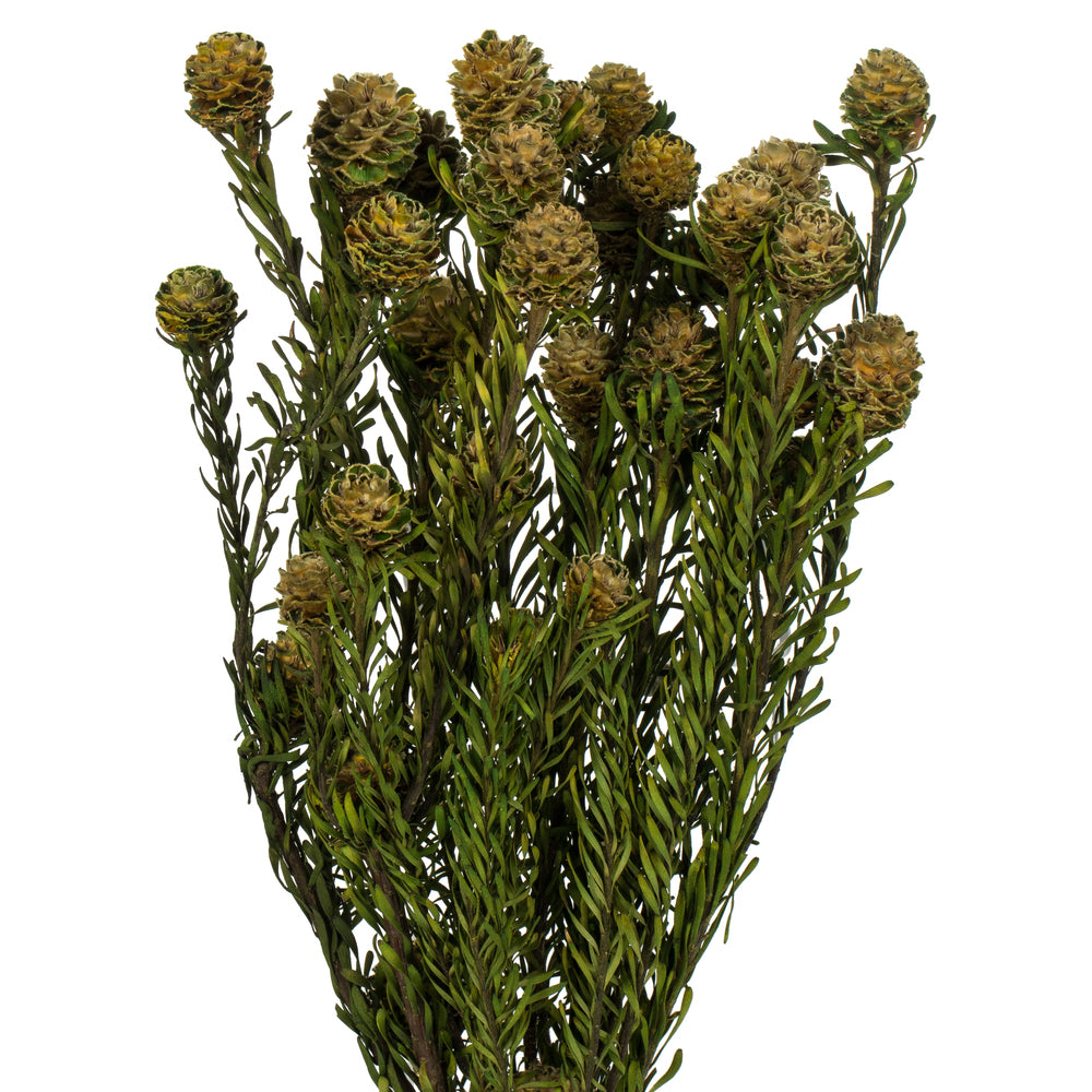 Vickerman 12" Natural Green Tortum Bundle  Preserved
