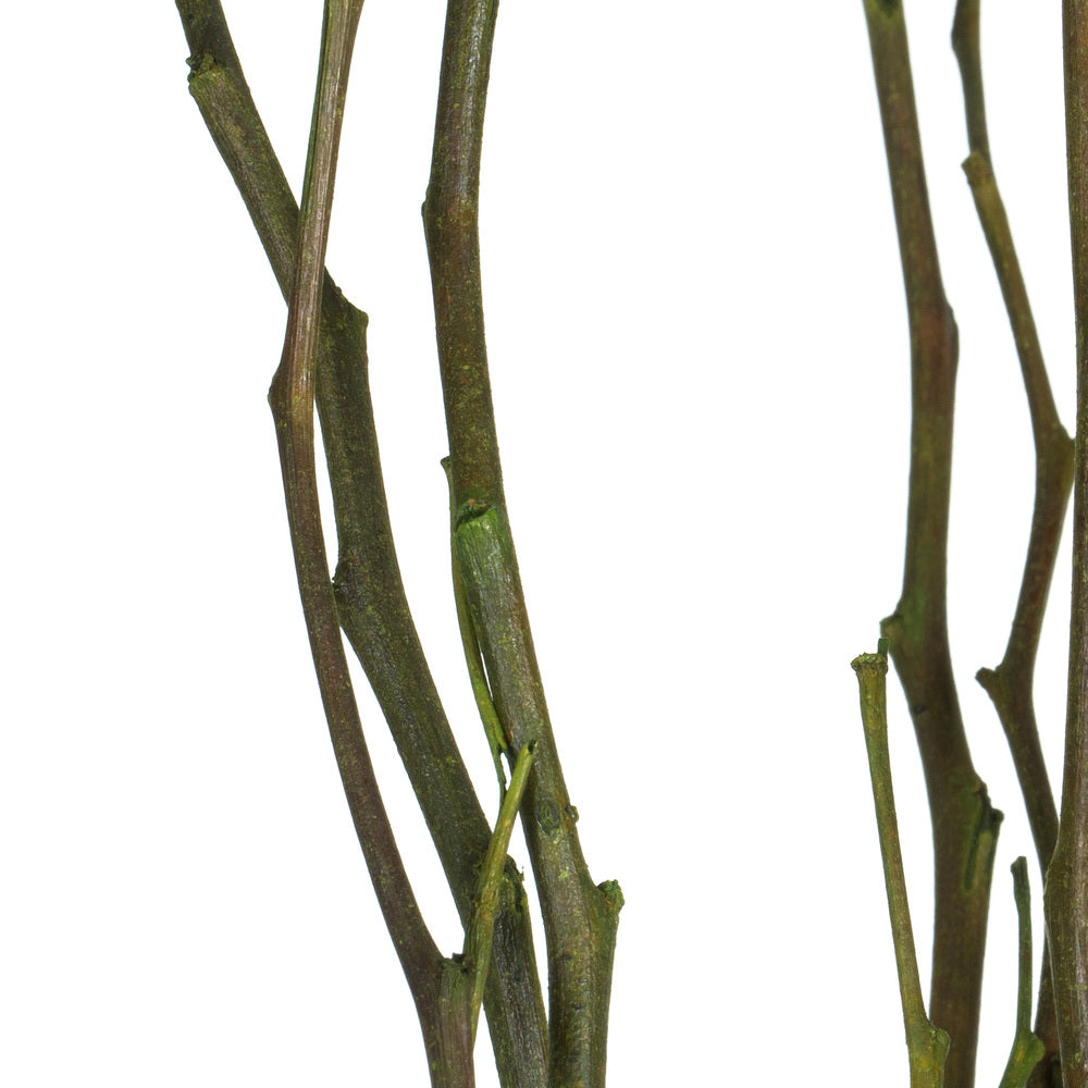 Vickerman 35-40" Foliage Green Moneta Branches 8 oz Bundle Dried