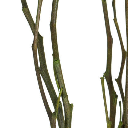 Vickerman 35-40" Foliage Green Moneta Branches 8 oz Bundle Dried