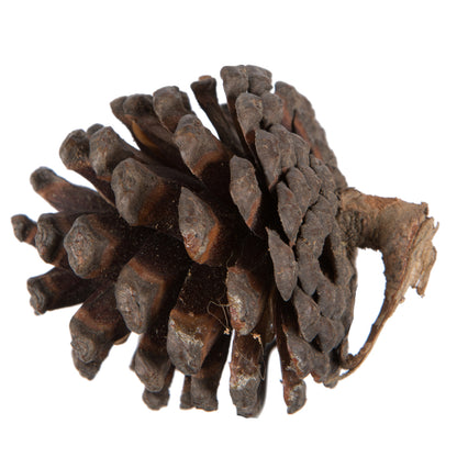 Vickerman Natural Botanicals 2" Blue Pine Natural. Includes 100 Pieces per Unit