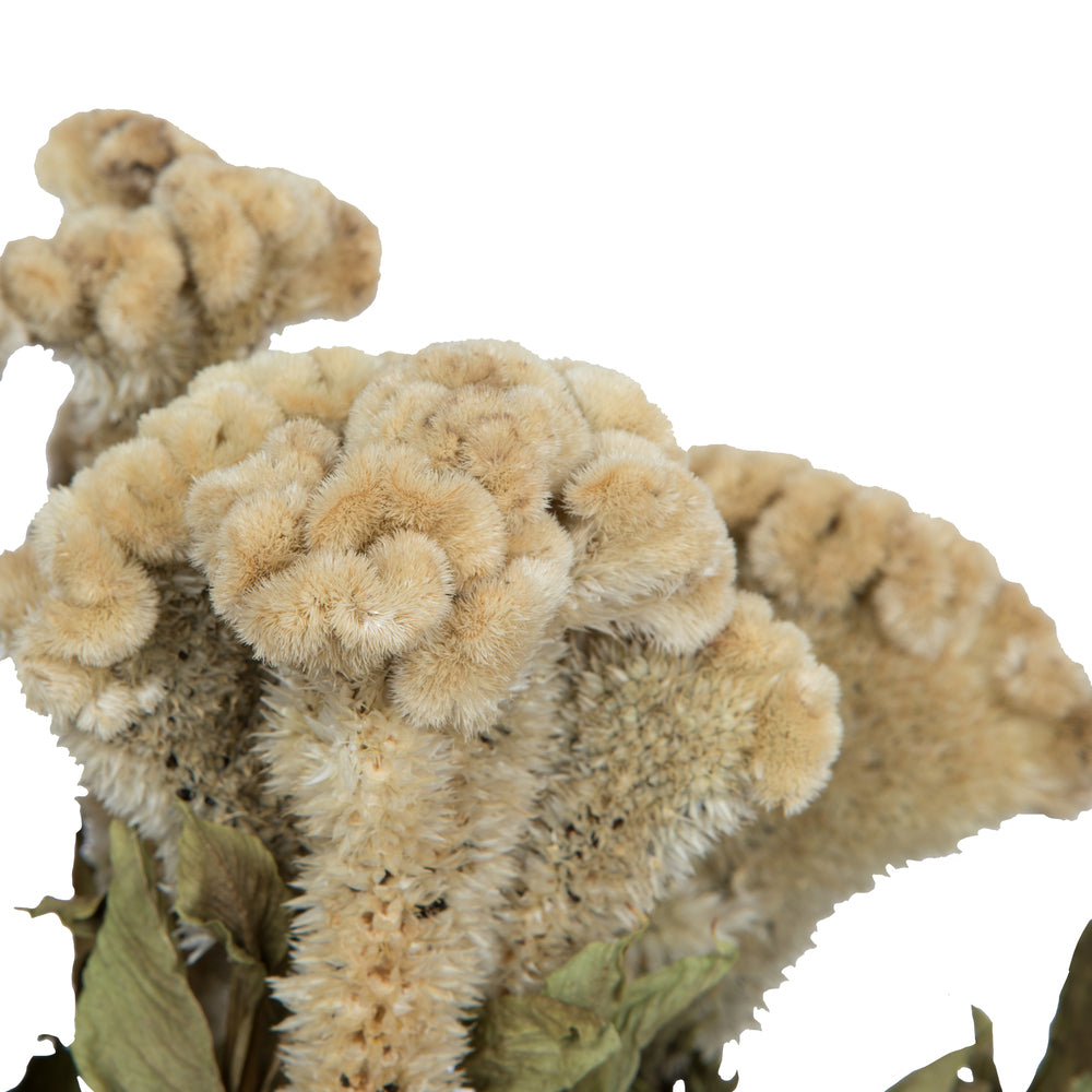 Vickerman Natural Botanicals 18-24" Cream Dried Celosia Coxcomb 4 oz. Bunch