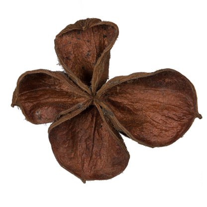 Vickerman Natural Botanicals 3.2"-4" Land Lotus. Includes 50 pieces per Pack.