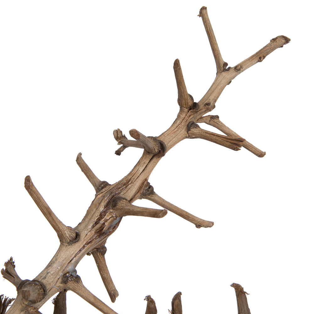 Vickerman Natural Botanicals 32" Coco Exotica Natural 2   pieces per Pack.