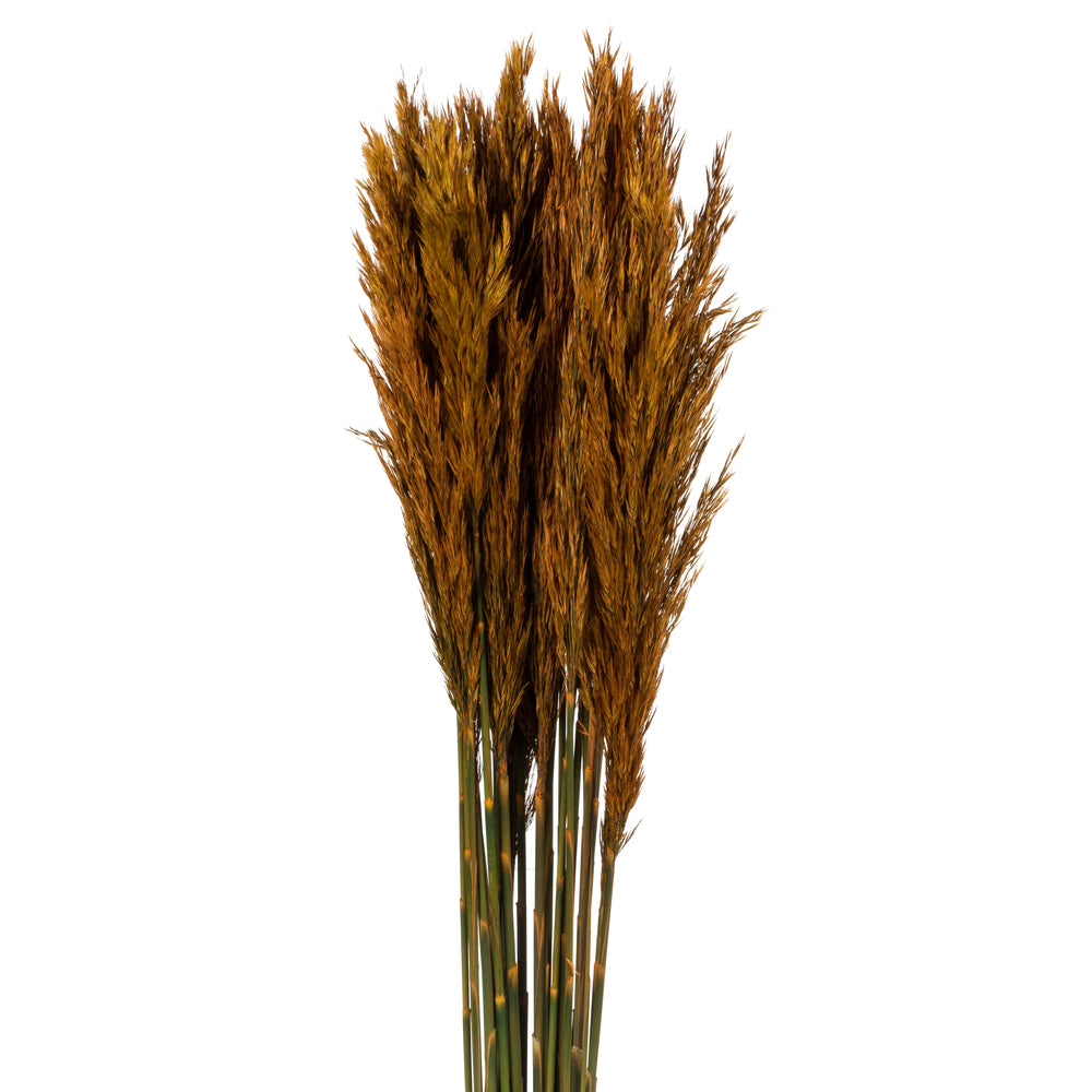 Vickerman 36" Autumn Plume Reed Bundle (15-20 stems) Preserved