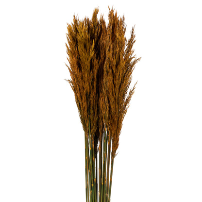Vickerman 36" Autumn Plume Reed Bundle (15-20 stems) Preserved