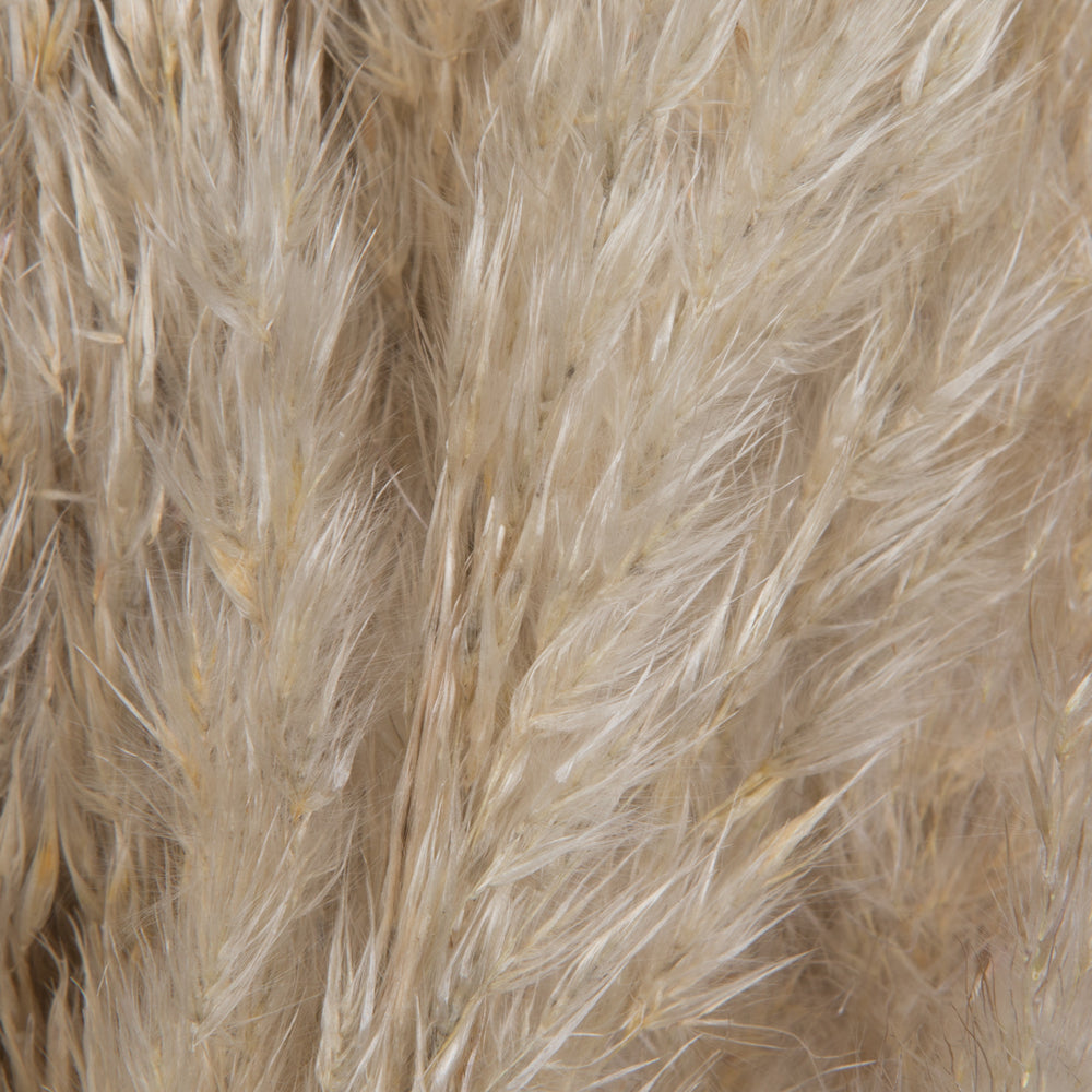 Vickerman 46" Dried Natural Pampas Grass 6 pieces per Pack
