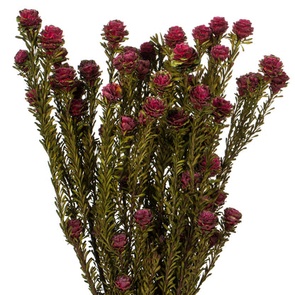 Vickerman 12" Merlot Tortum Bundle Female Preserved