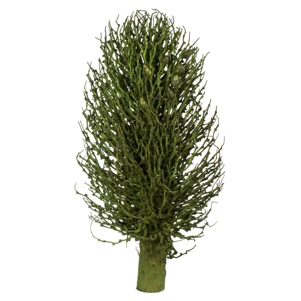 Vickerman 22 x 7" avg Basil Olympia Seed Pod 1 piece Dried