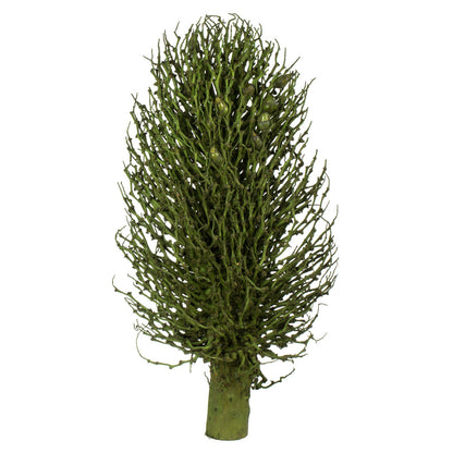 Vickerman 22 x 7" avg Basil Olympia Seed Pod 1 piece Dried