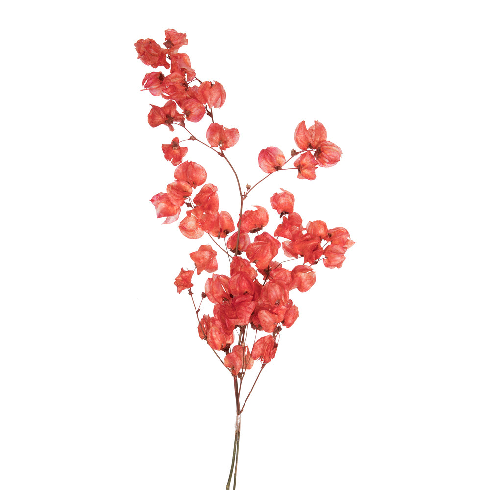 Vickerman 13.5-17" Red Dried Cara Blossom Bundle Preserved.