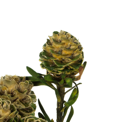 Vickerman 12" Natural Green Tortum Bundle  Preserved
