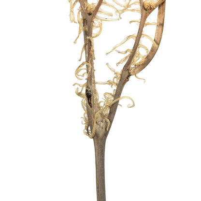 Vickerman 26" Bleached Fern - Andares 4 oz per pack Dried
