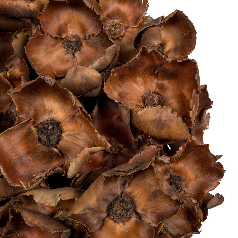 Vickerman Natural Botanicals 2.75" Palm Cap Natural on Stem. Includes 75 pieces per Pack.