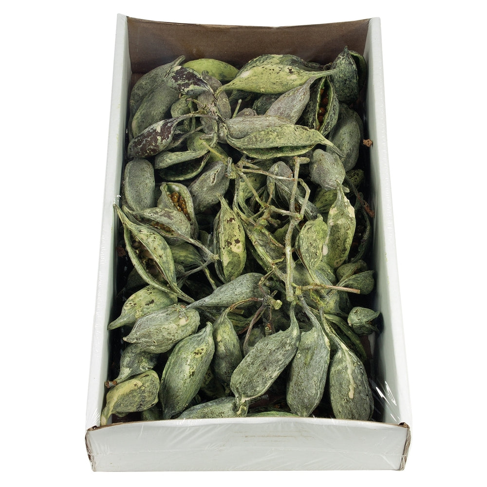 Vickerman 5-9" BRACHY POD CLUSTERS FROSTED GREEN 1.1 LB TRAY (CPD-12) Dried