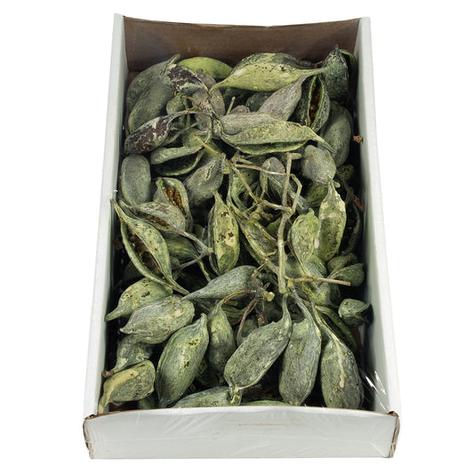 Vickerman 5-9" BRACHY POD CLUSTERS FROSTED GREEN 1.1 LB TRAY (CPD-12) Dried