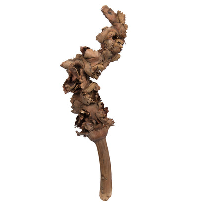 Vickerman Natural Botanicals 8"-10" Palm Female. Includes 10 pieces per Pack.