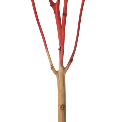 Vickerman 15"  Red Hydrangea with Multiple Branch Segments. Preserved