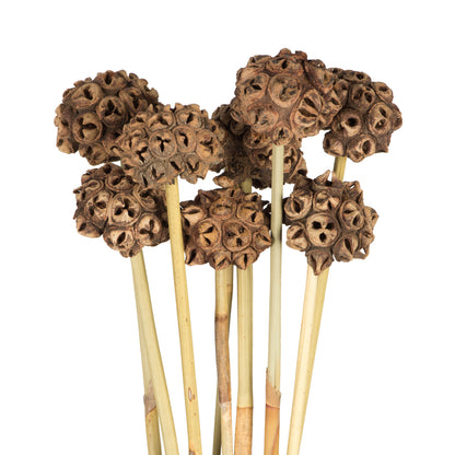 Vickerman 18-24" Natural Spider Knobs on Reed Stem 9 stems Dried