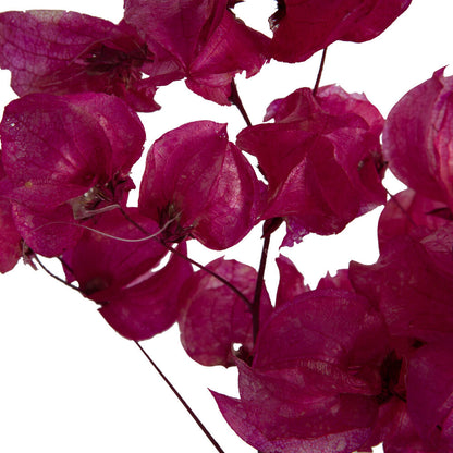 Vickerman 13.5-17" Pink Dried Cara Blossom Bundle Preserved.