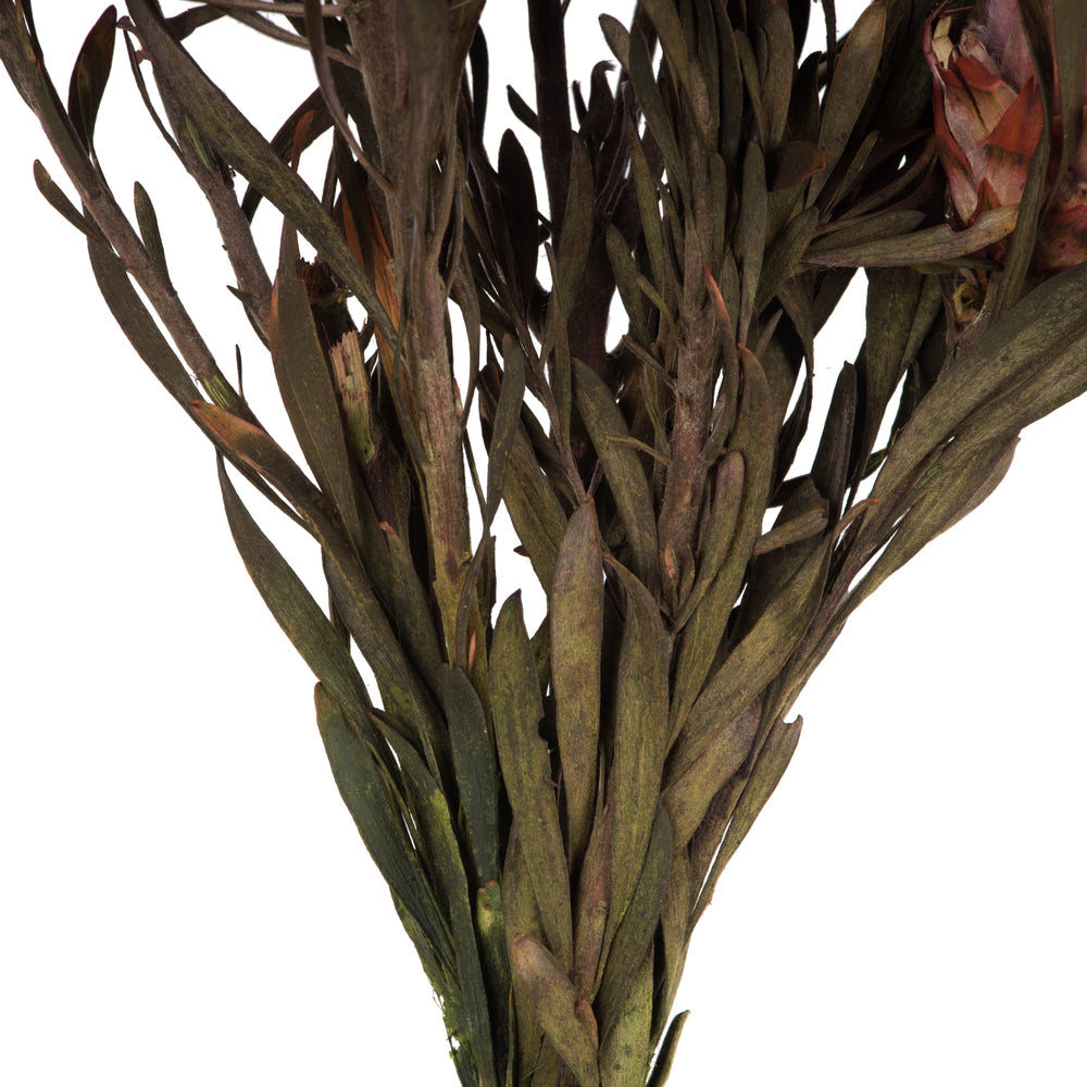 Vickerman 8-20" Purple Orchid Plumosum Female 8 flower heads per bundle Preserved