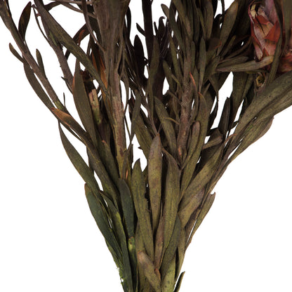 Vickerman 8-20" Purple Orchid Plumosum Female 8 flower heads per bundle Preserved