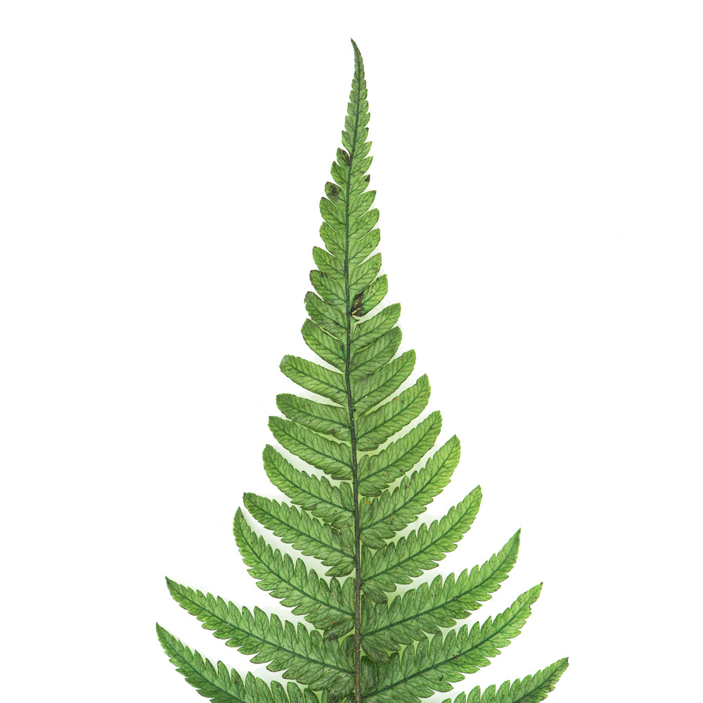 Vickerman 16-18" Fern Green Fern- Parchment 10 stems Preserved
