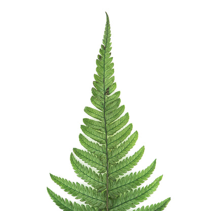 Vickerman 16-18" Fern Green Fern- Parchment 10 stems Preserved