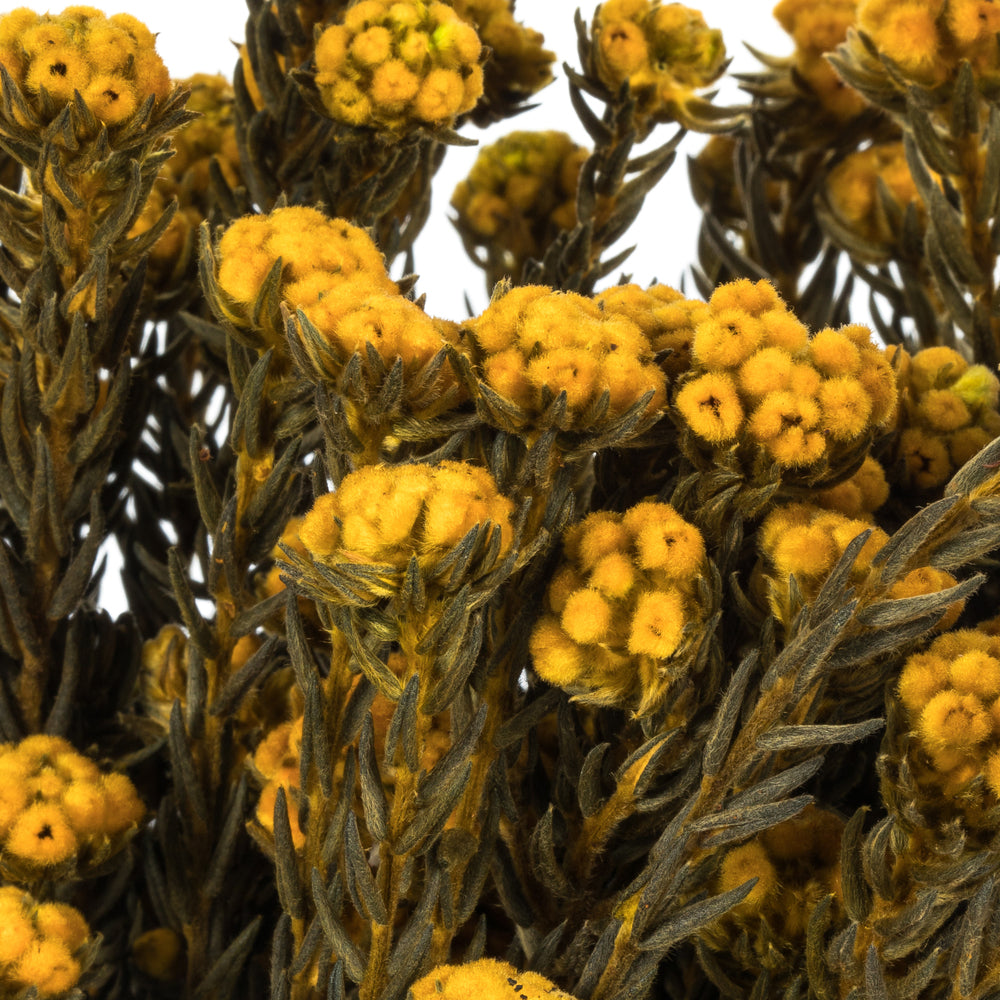 Vickerman 16-22" Aspen Gold Cotton Phylica Flower 4-5 oz Bundle Preserved