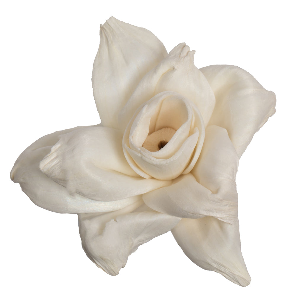 Vickerman Natural Botanicals 1.6"/2.4"/3.2" 1-3" Assorted Jonquil Sola Head 24 flowers/polybag.