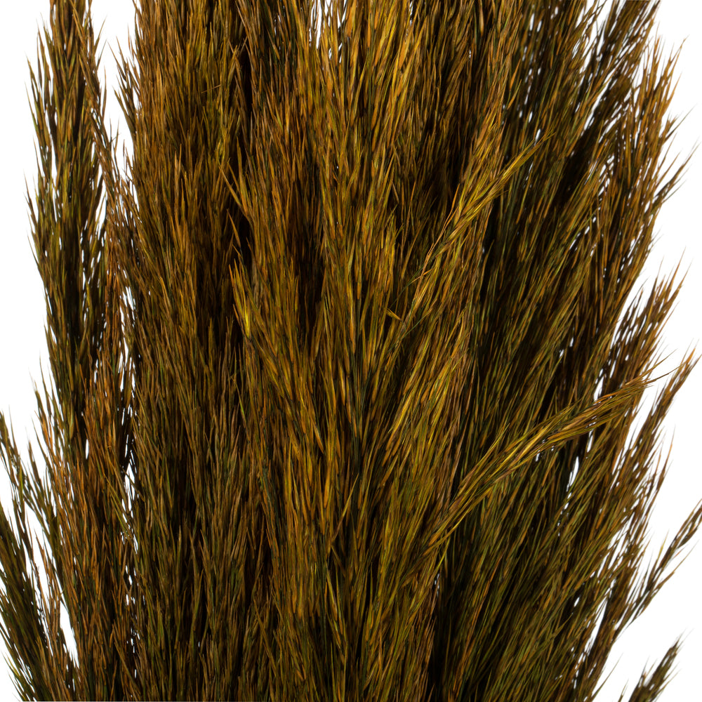 Vickerman 36" Aspen Gold Plume Reed Bundle (15-20 stems) Preserved