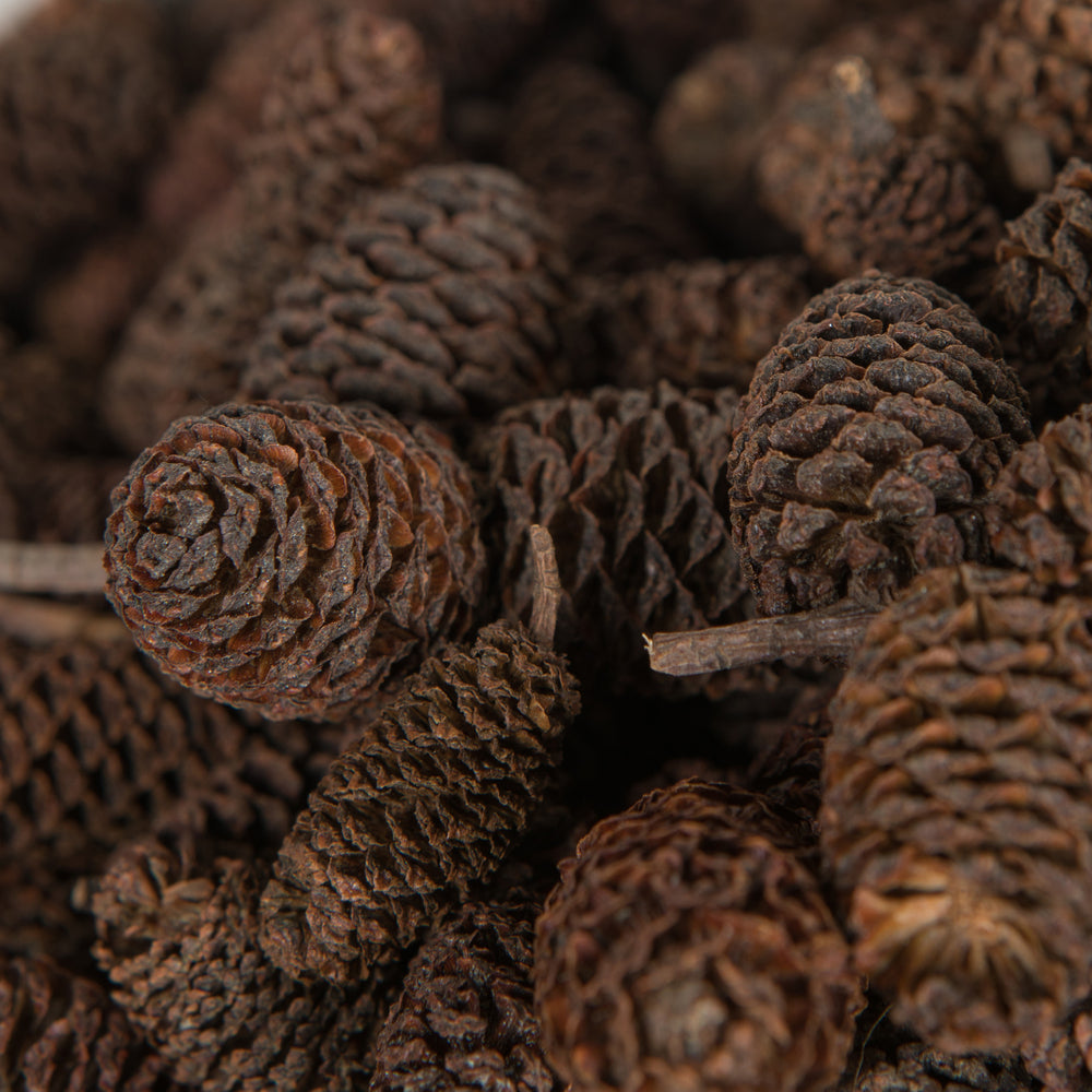 Vickerman Natural Botanicals 0.8" Birch Pine Natural. Includes 1 kilogram of product per unit.