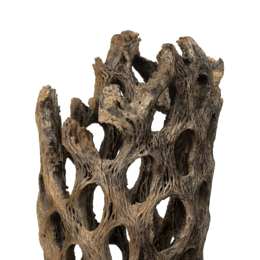 Vickerman 10-12" Weathered Cholla Deco Segment 1 piece Dried